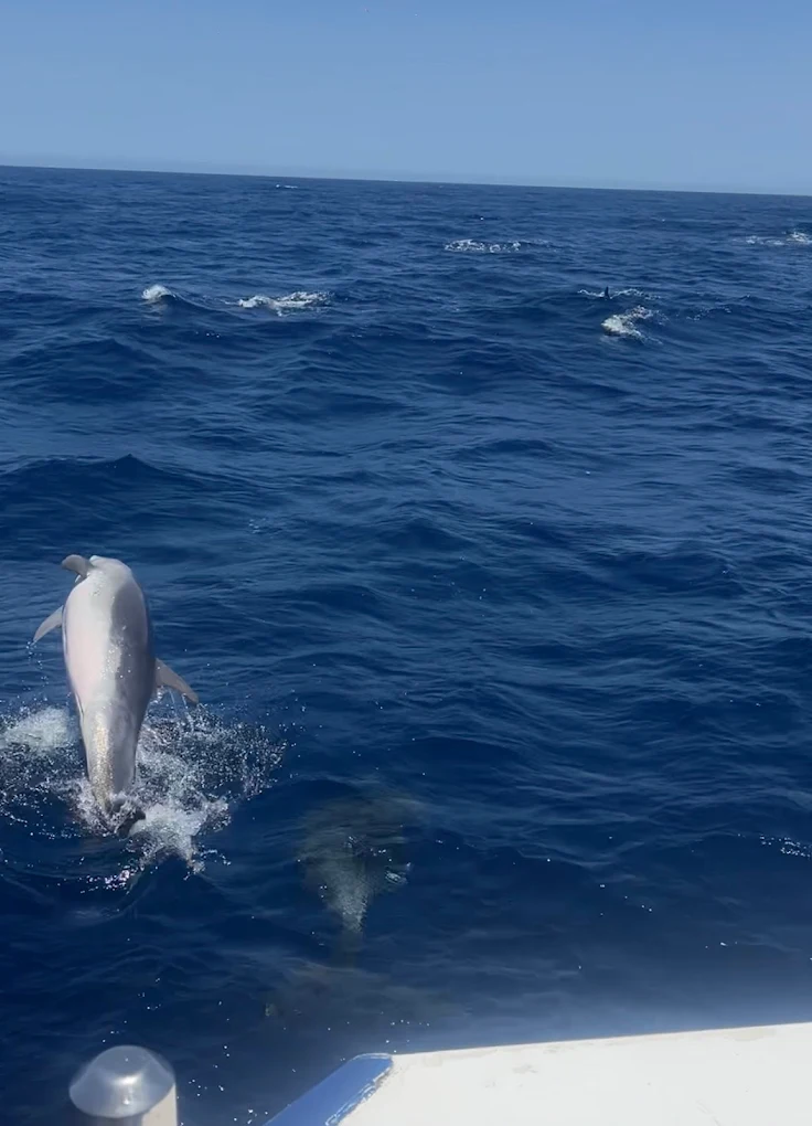 Whale Watching Agaete photo 4