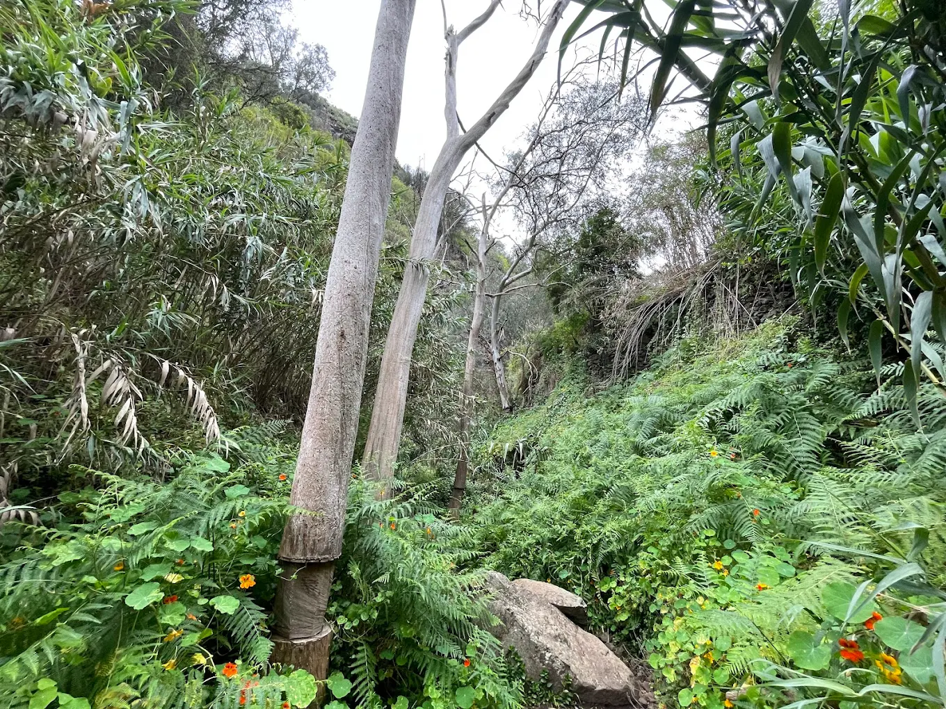 Hiking Teror
