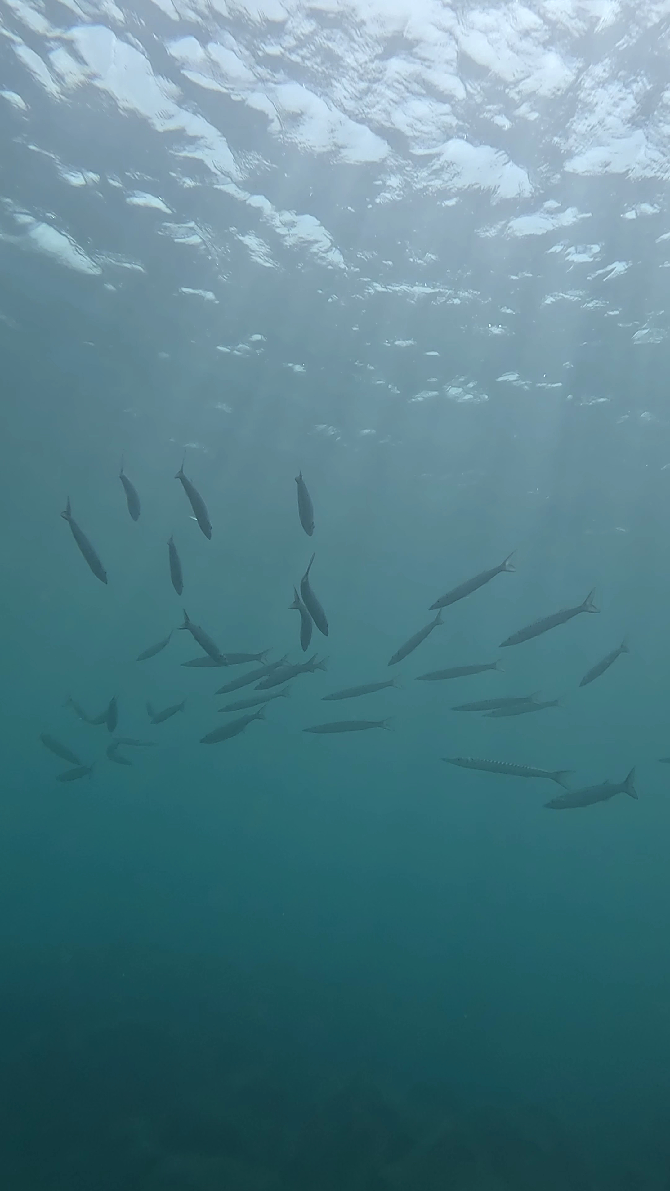 Snorkeling in Palma photo 2