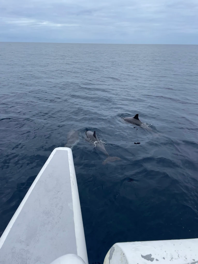 Whale Watching Arrecife