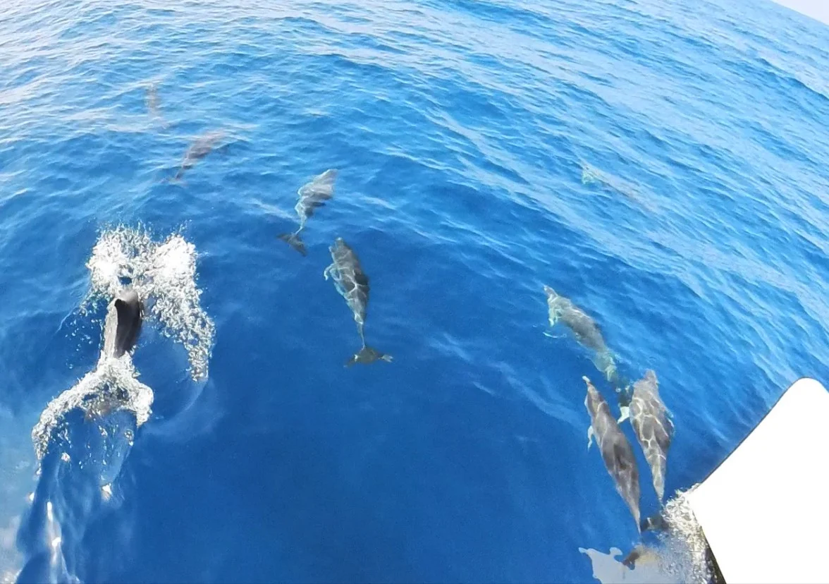 Whale Watching Arrecife photo 2