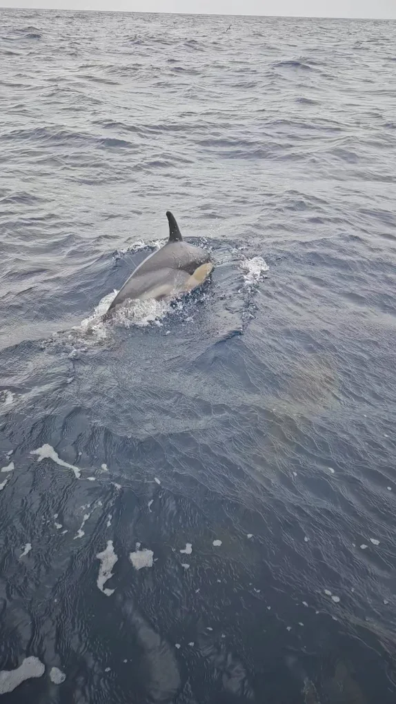 Whale Watching Arrecife photo 3