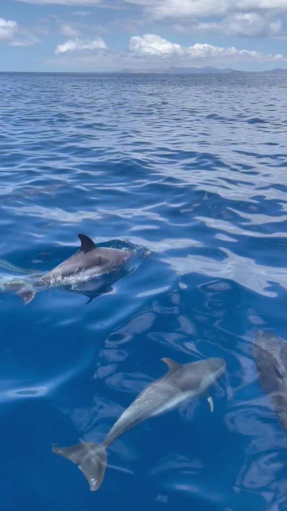Whale Watching Arrecife photo 4