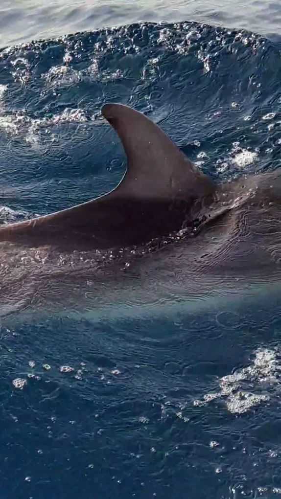 Whale Watching Arrecife photo 5