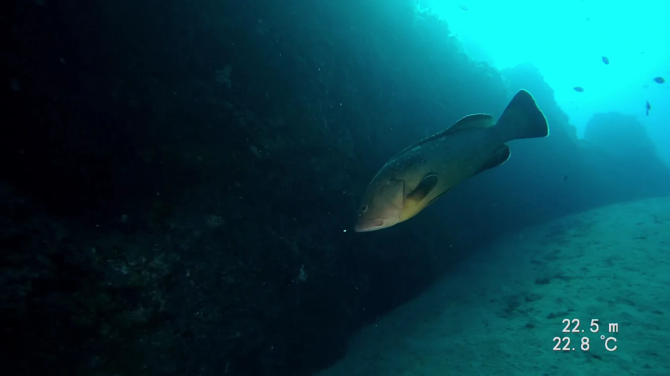 Diving PH photo 2