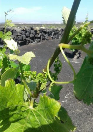 Wine Tour LO photo 4