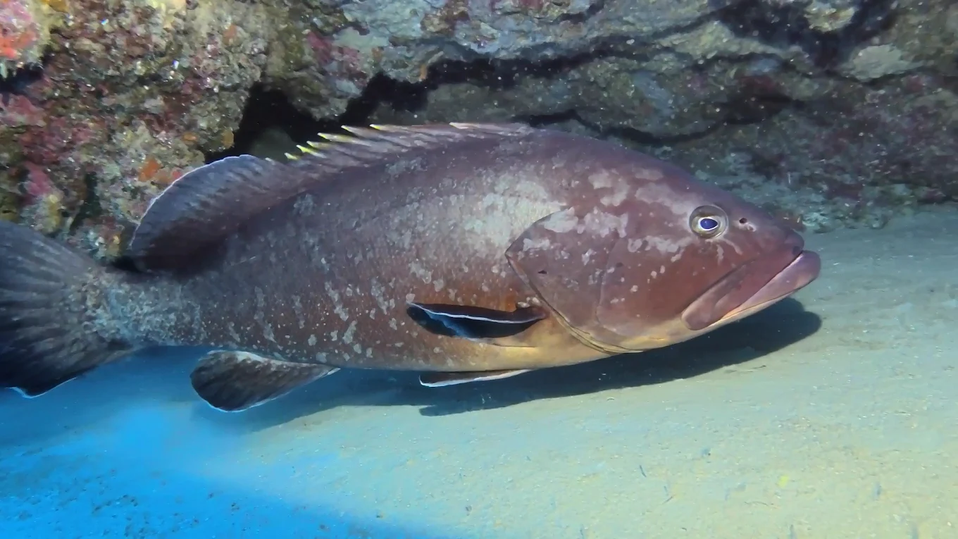 Puerto del Carmen Diving photo 2