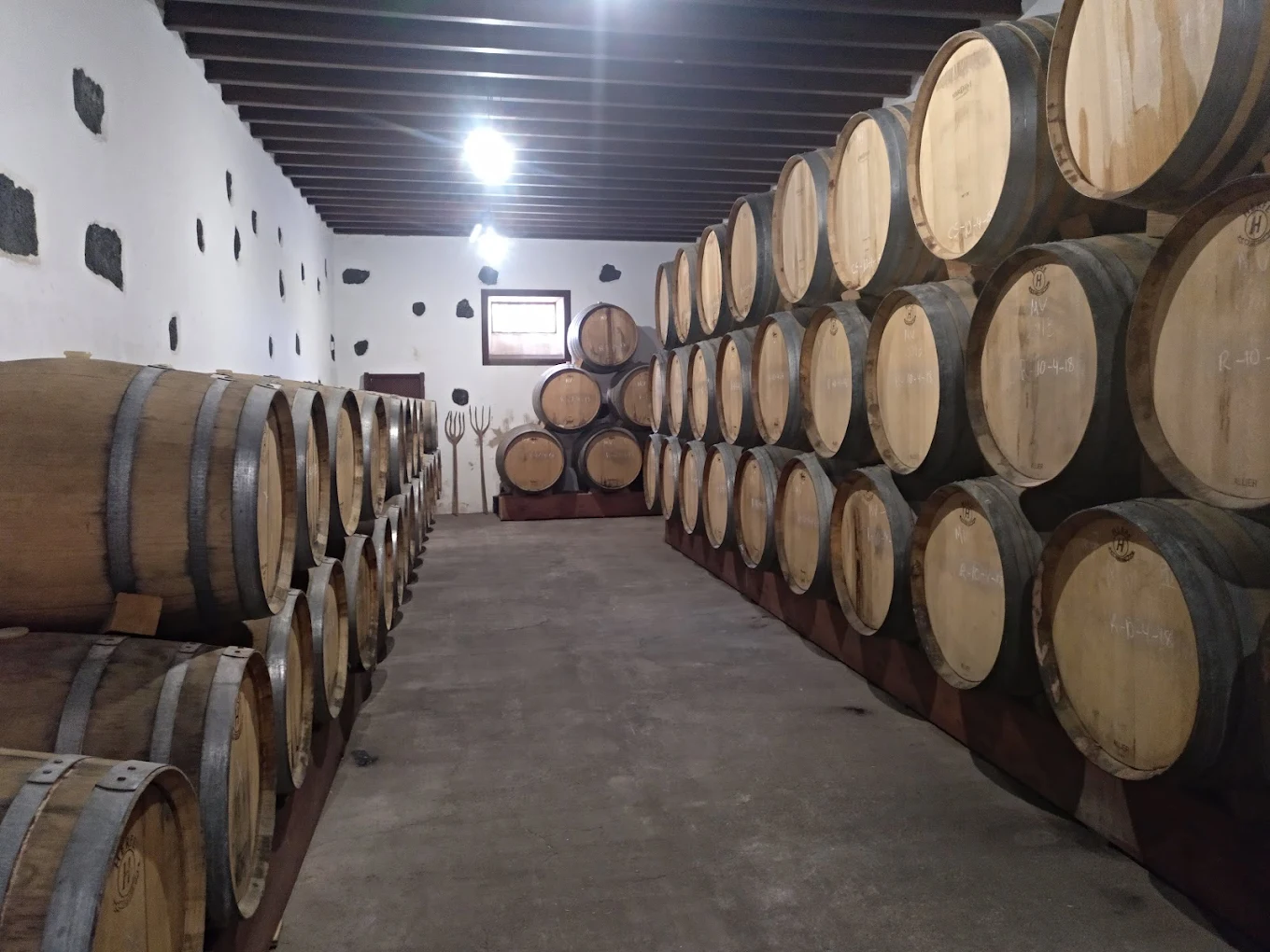 Wine Tasting San Bartolomé photo 3