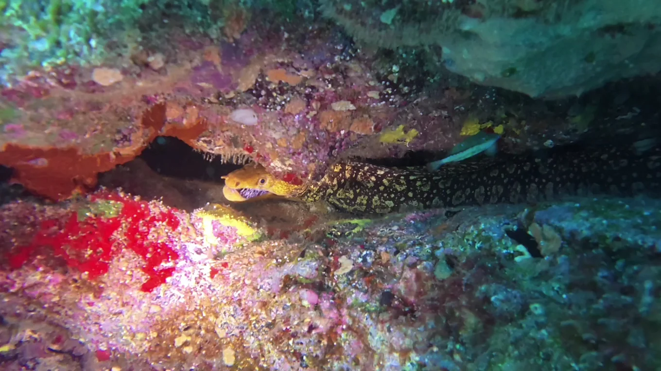 Scuba Corralejo