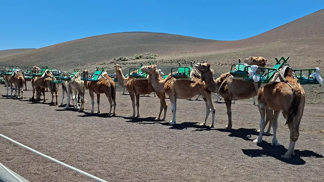 Camel Riding in Haría photo 2