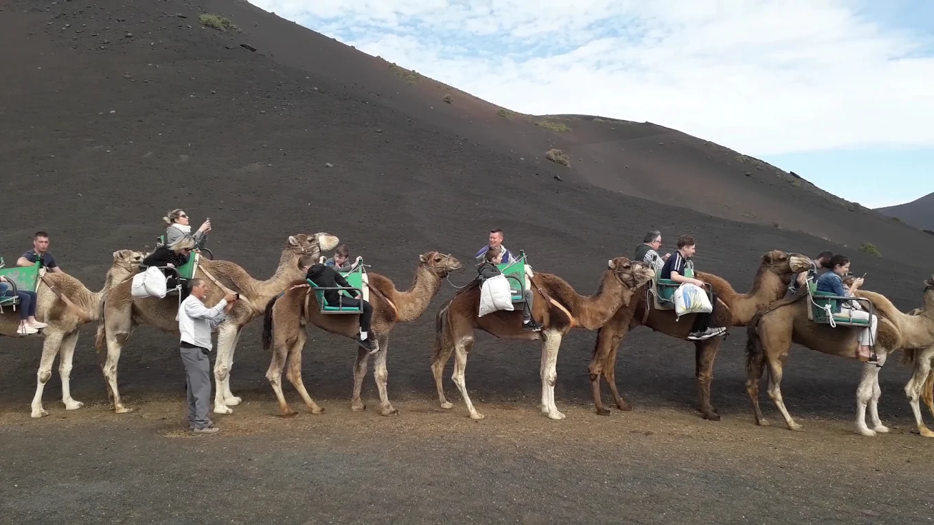 Camel Riding in Haría photo 3