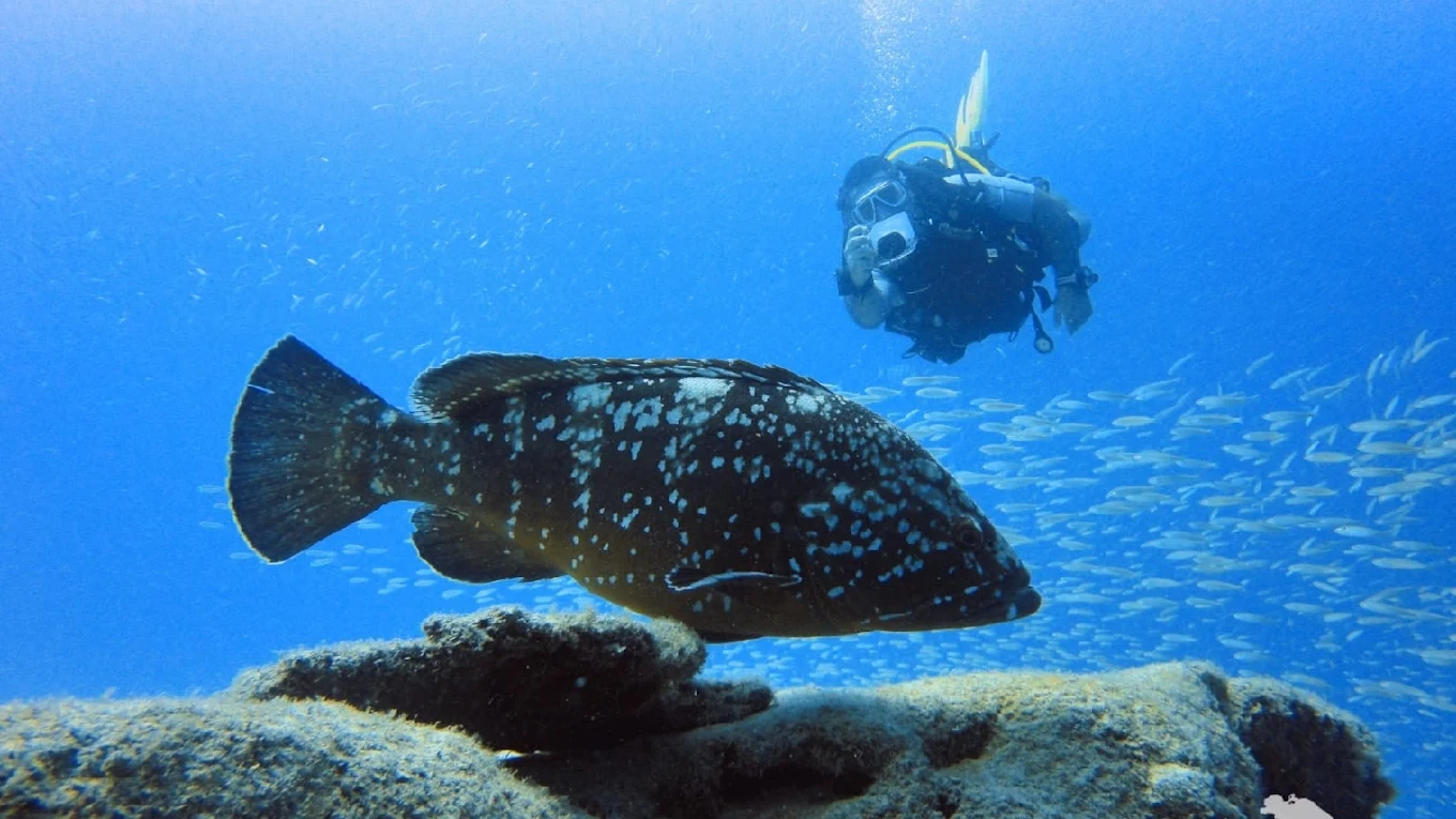 Diving Jandía
