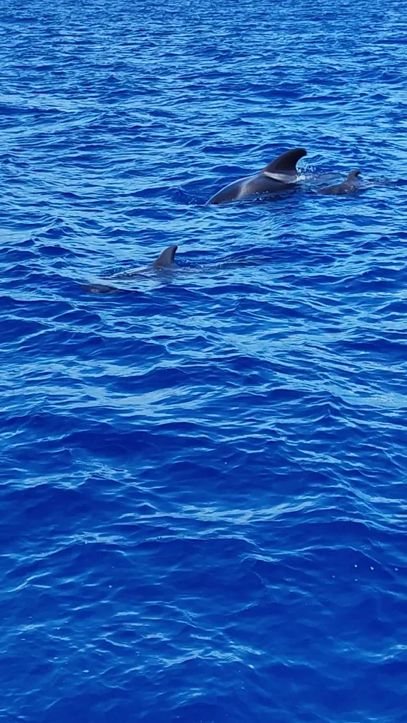 Morro Jable Catamaran photo 3