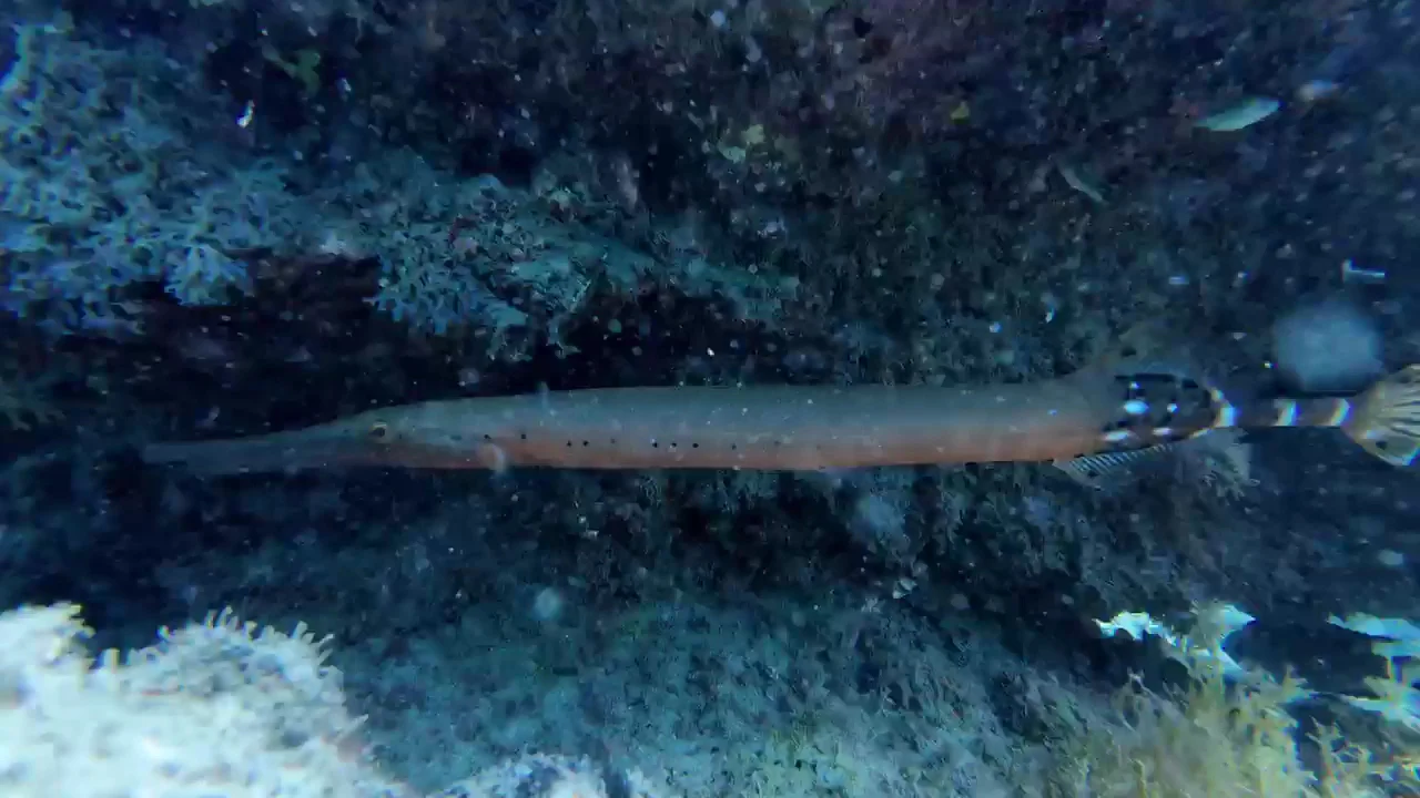 Scuba CC