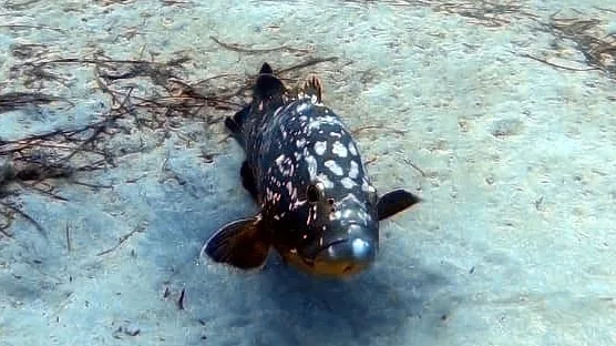 Diving Caleta photo 4