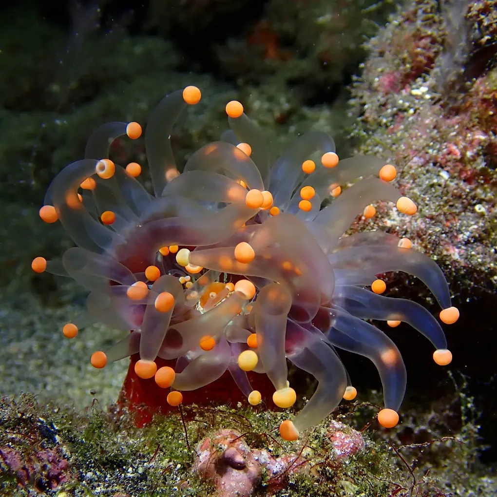Diving Caleta photo 5