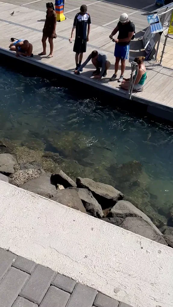 Caleta de Fuste Snorkeling photo 3