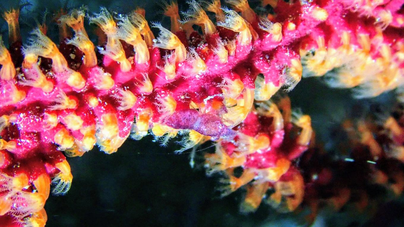 Costa Teguise Diving photo 3