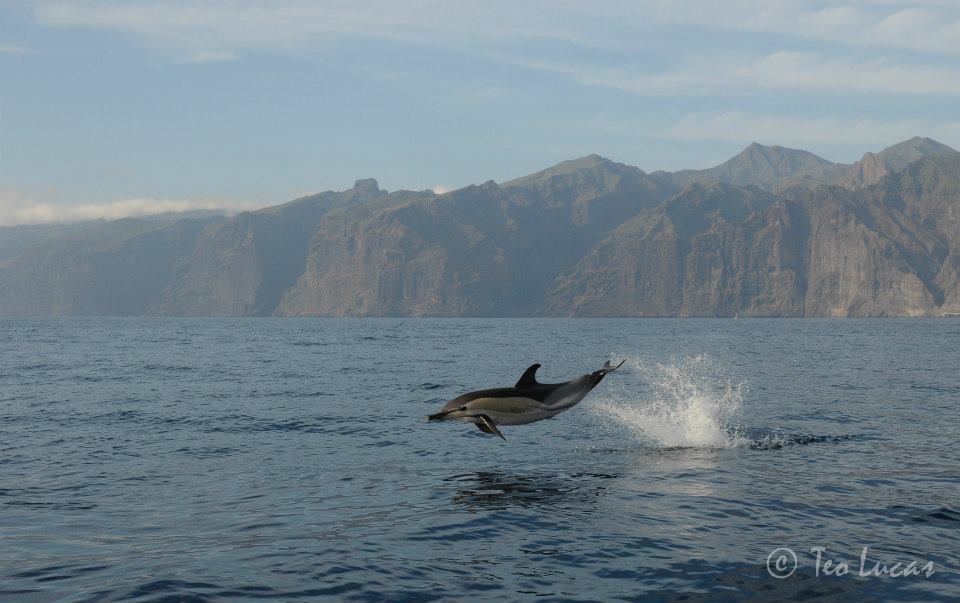 Whale Watching in San Juan photo 2