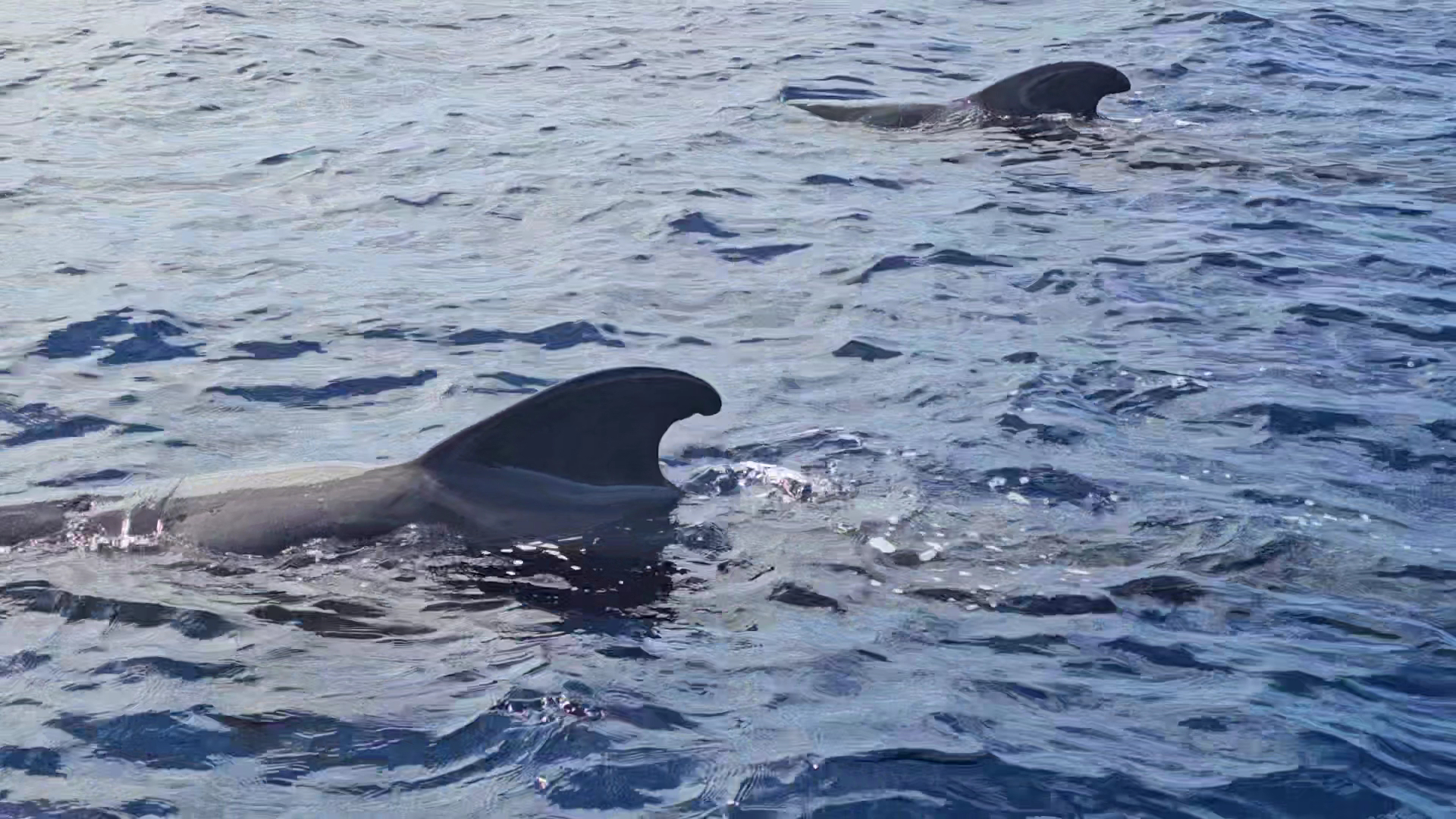 Whale Watching in San Juan photo 3