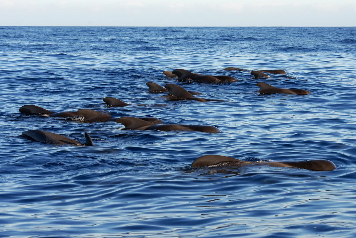Whale Watching in Playa de las Américas photo 2