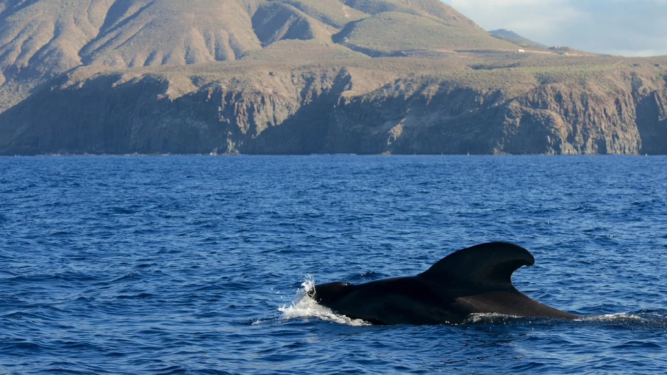 Whale Watching in Playa de las Américas photo 3