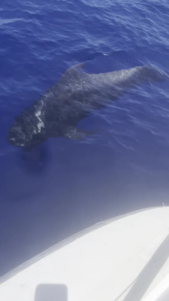 Whale Watching in Playa de las Américas photo 4