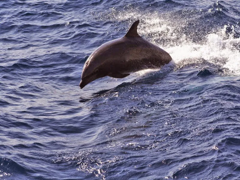 Champagne Cruises in Playa de las Américas photo 5