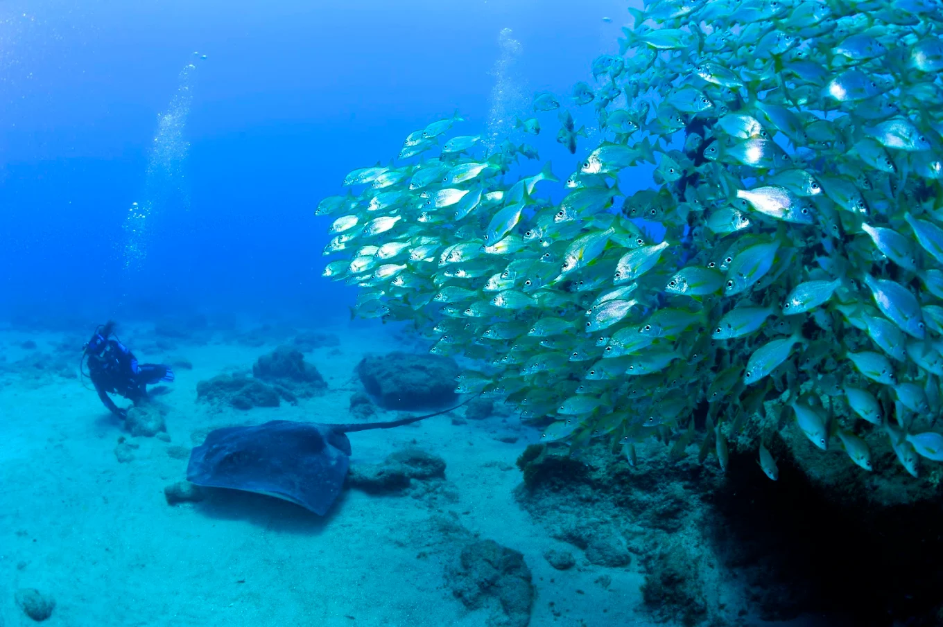 Diving & Snorkeling in Playa de las Américas photo 4