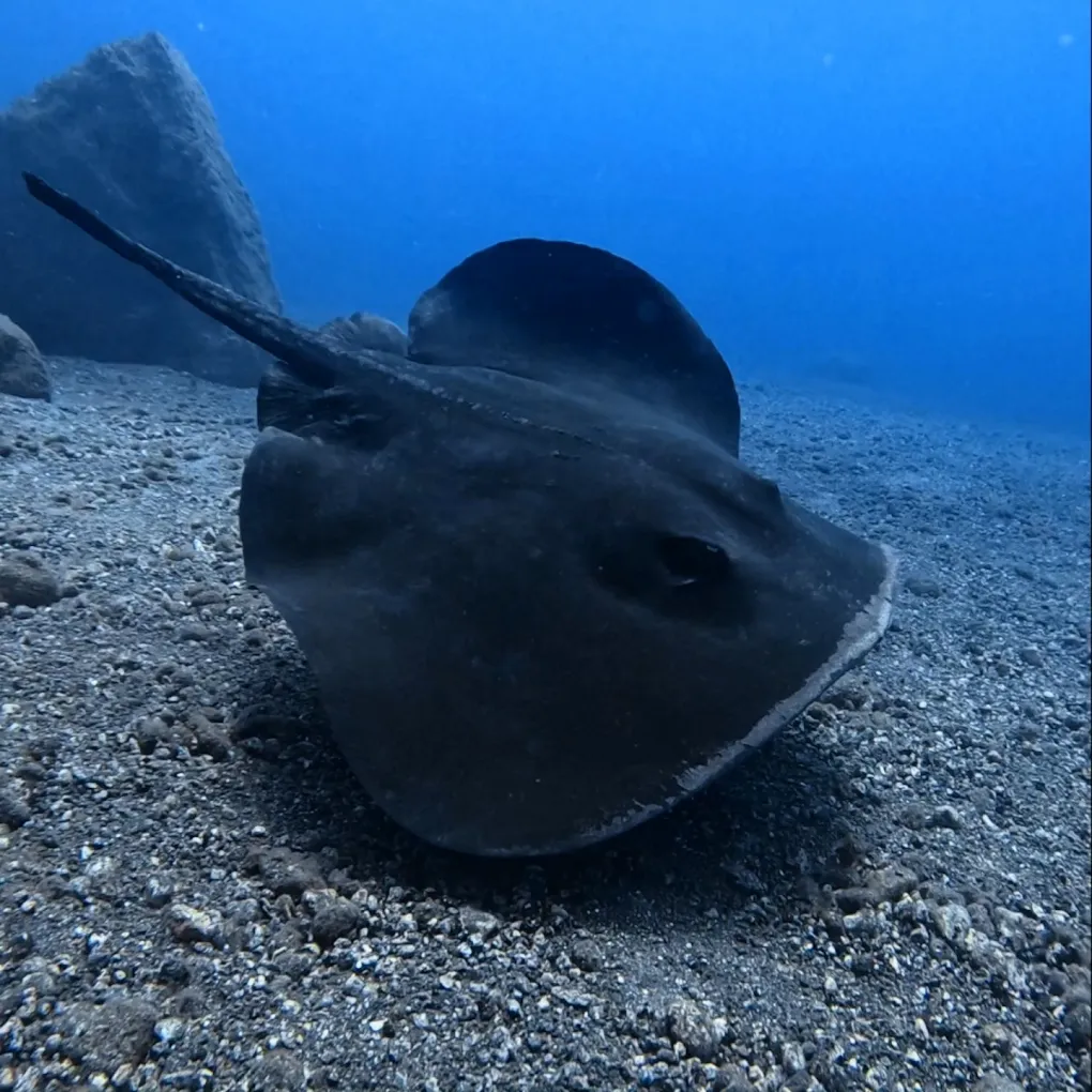 Scuba Courses in Playa de las Américas photo 5