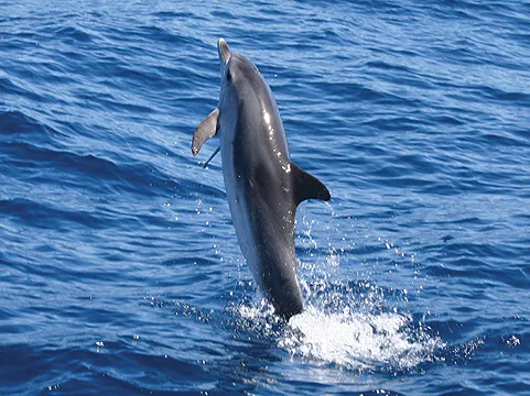 Playa de Santiago Whale Watching photo 2