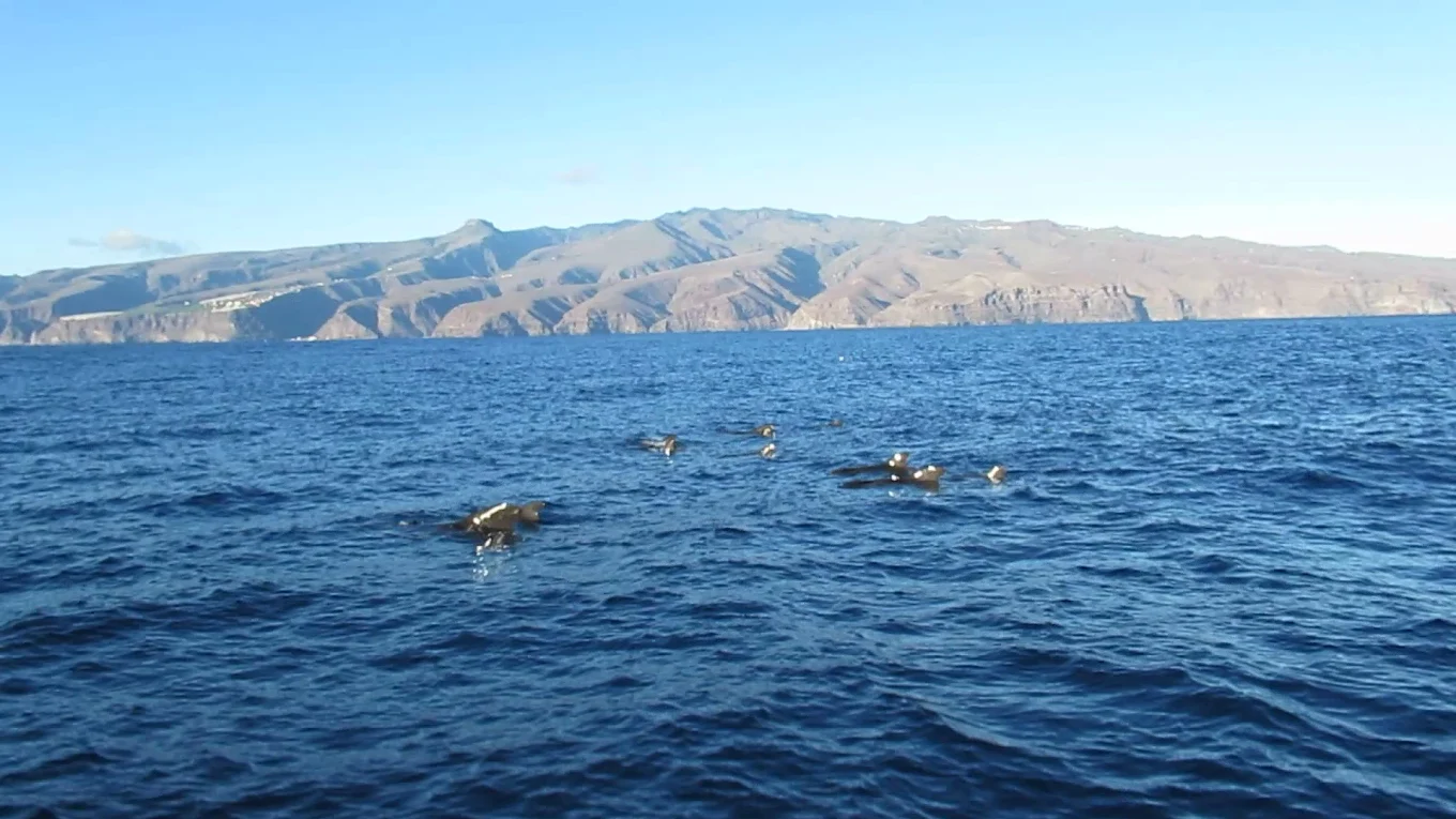 Playa de Santiago Whale Watching photo 3