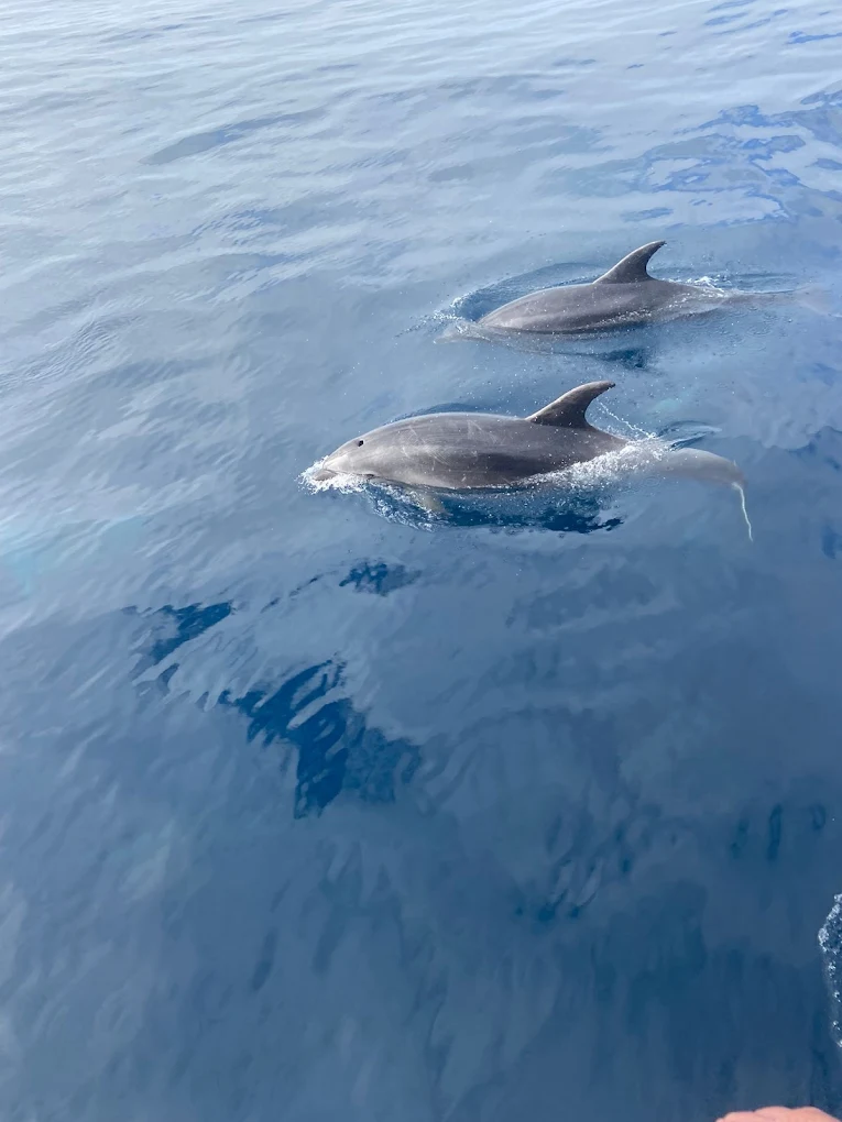 Playa de Santiago Whale Watching photo 5