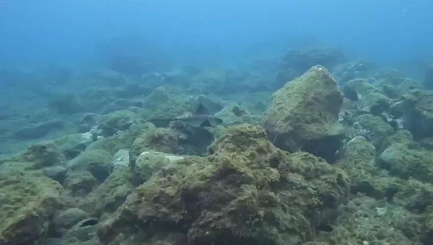 Diving CC photo 3