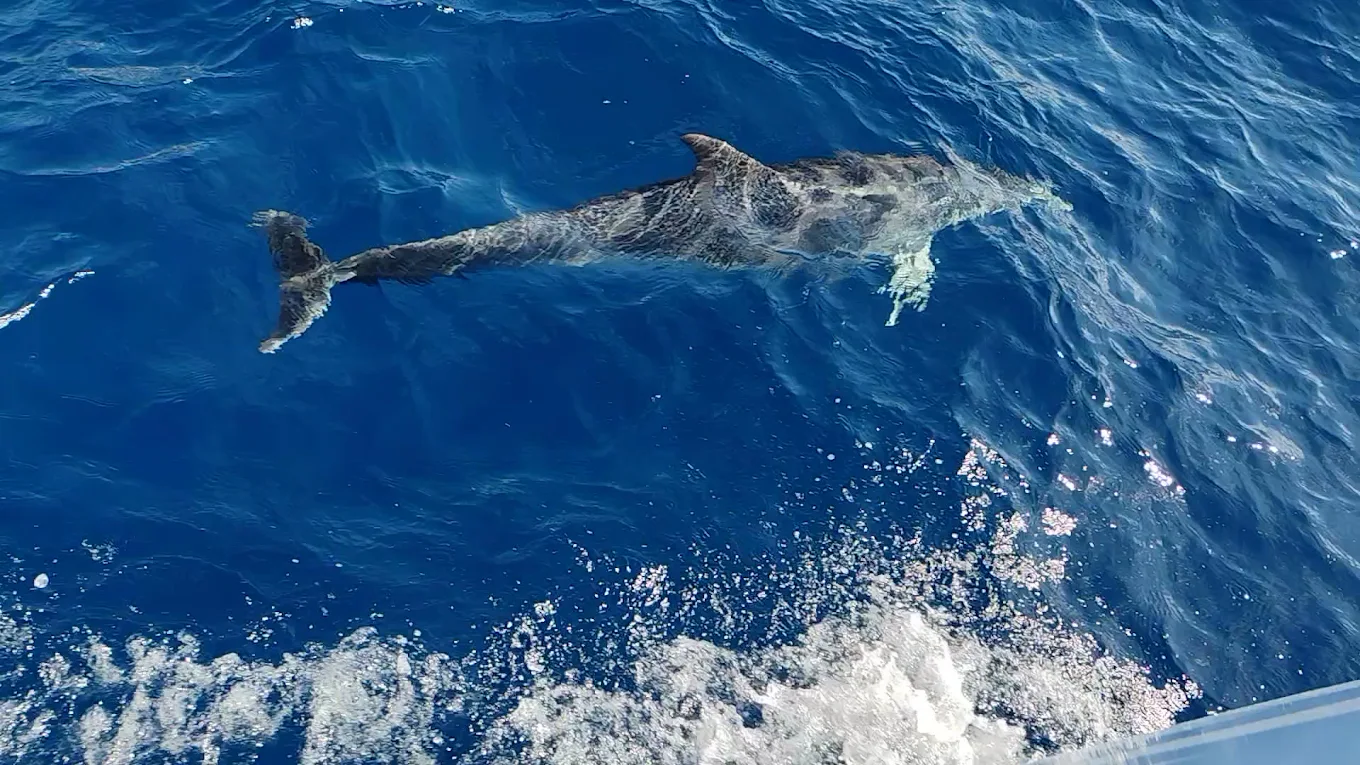 Catamaran SA photo 2