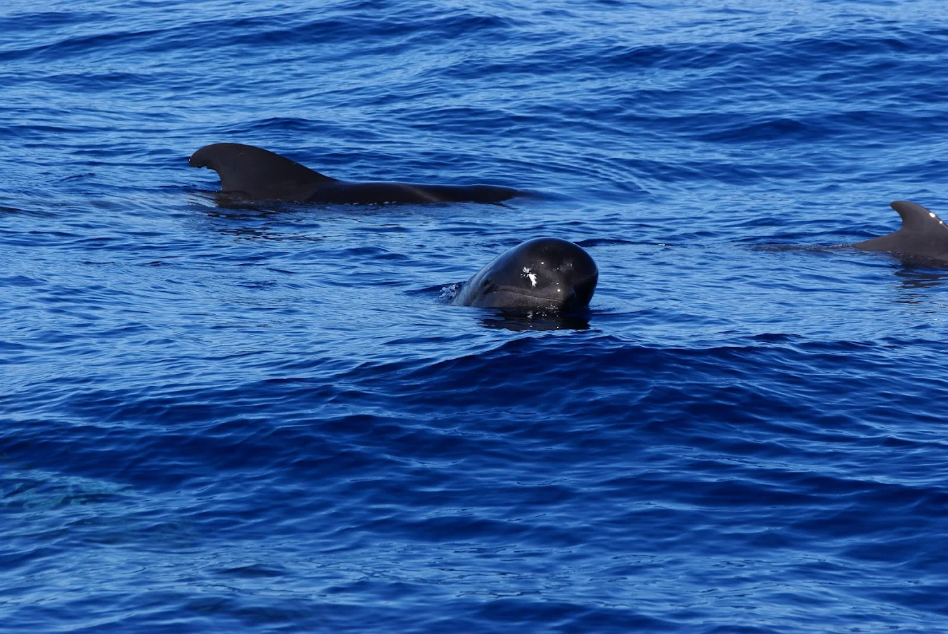 Catamaran SA photo 4
