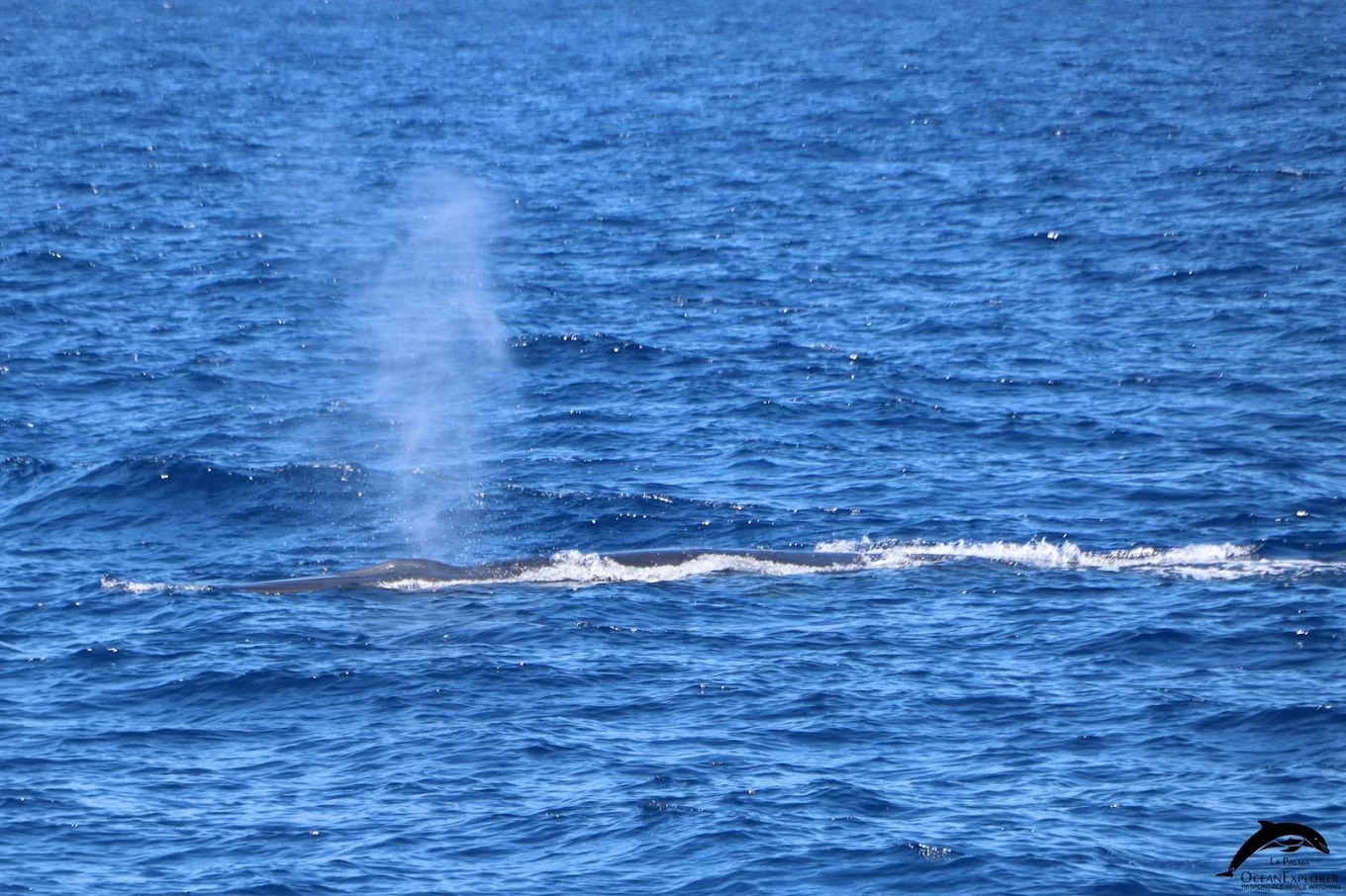 Whale Watching PDC