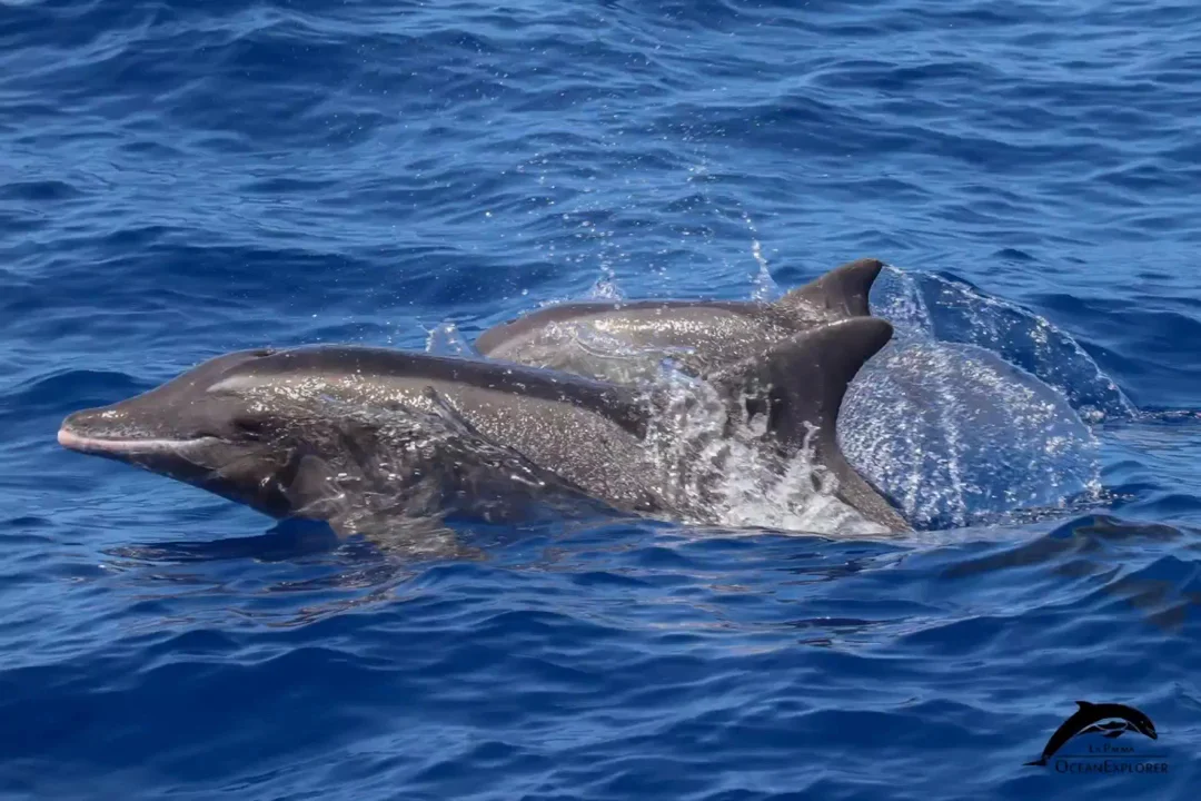 Whale Watching PDC photo 2