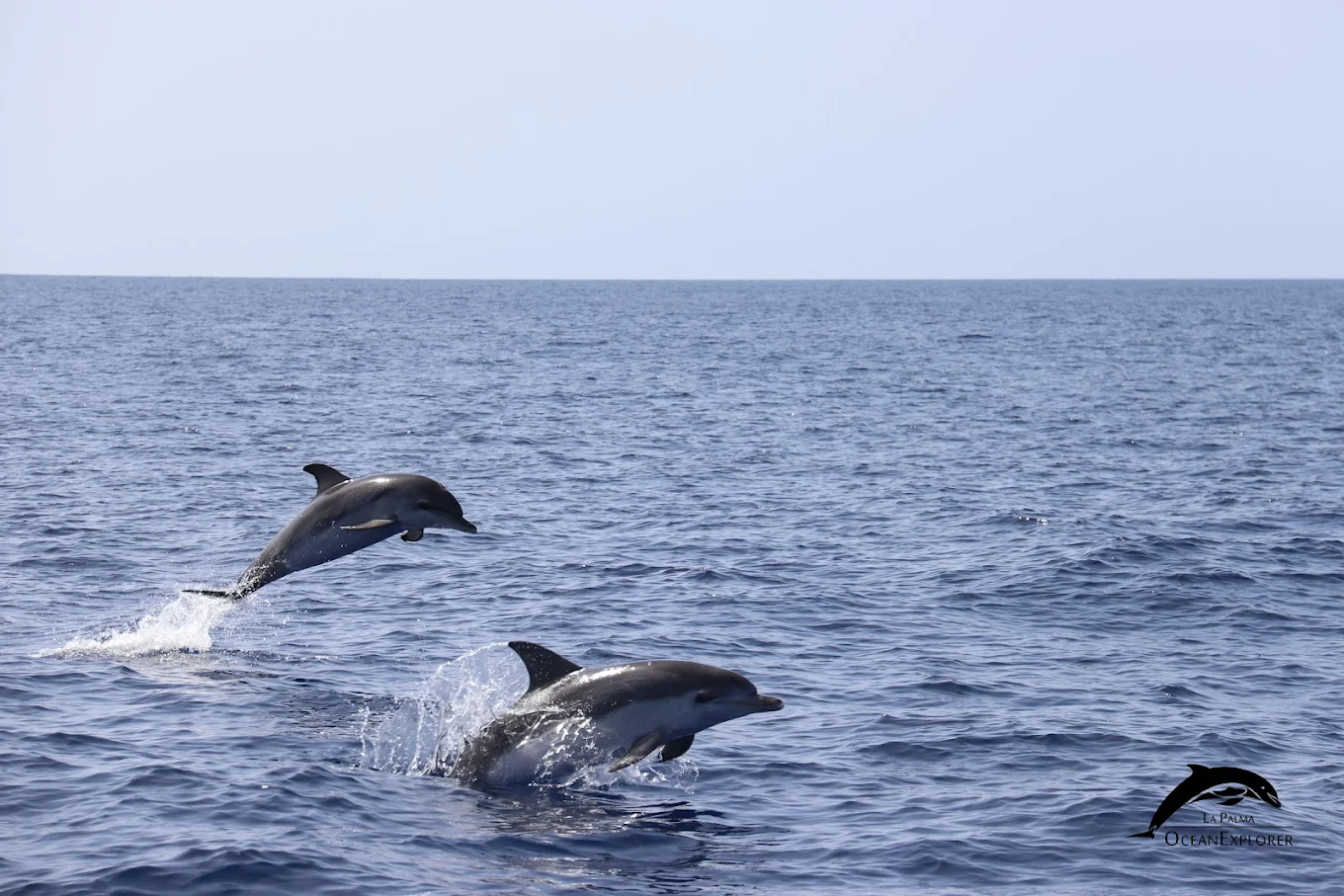 Whale Watching PDC photo 3