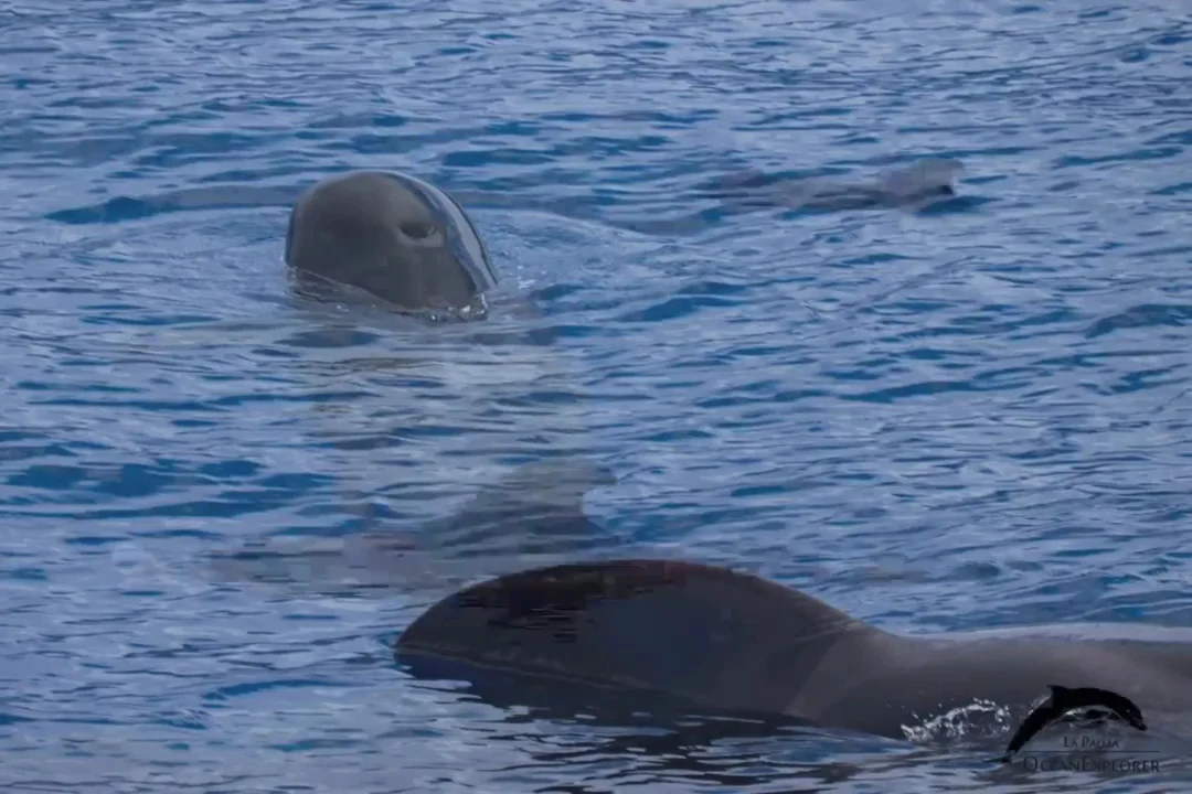 Whale Watching PDC photo 4