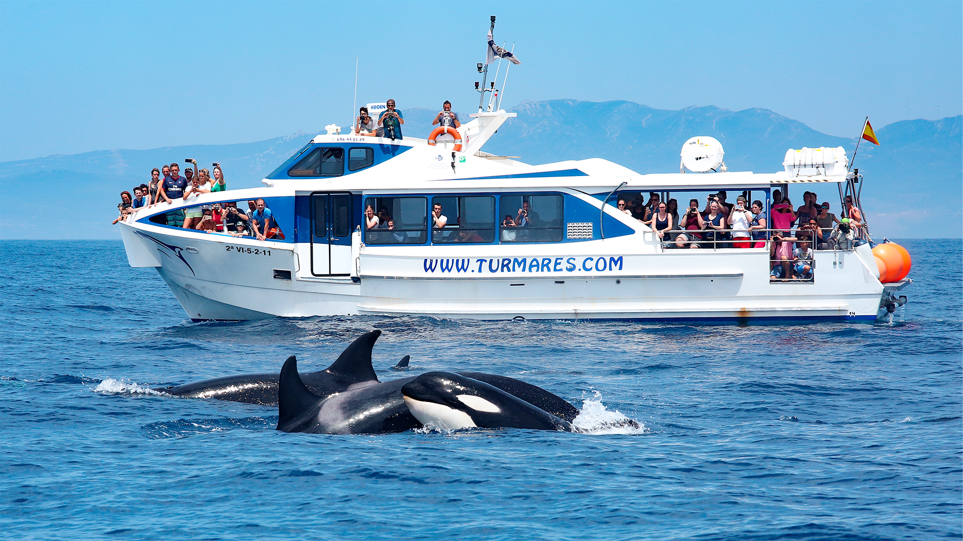 Whale Watching in Cala Tarida