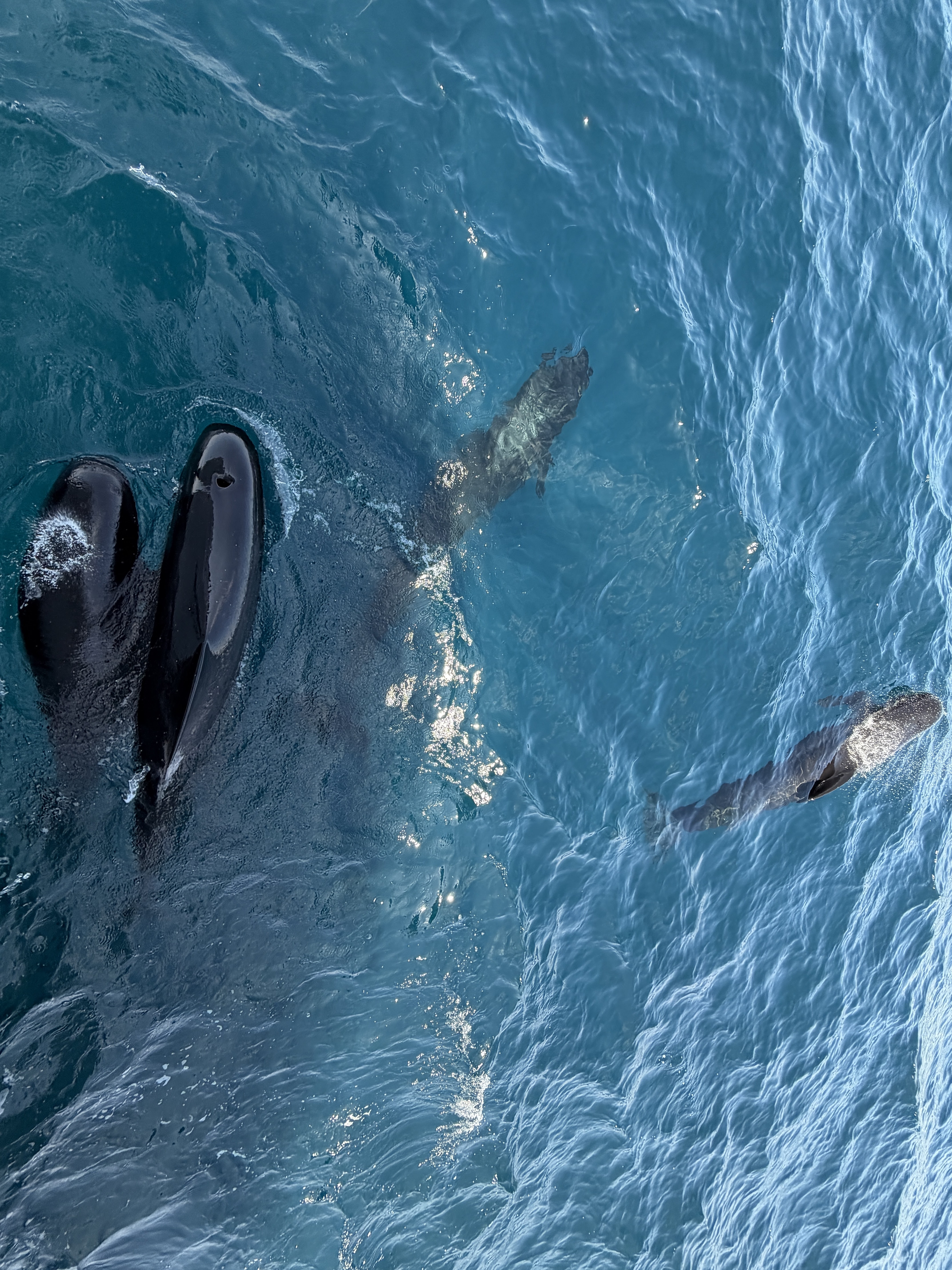 Whale Watching in Cala Tarida photo 2