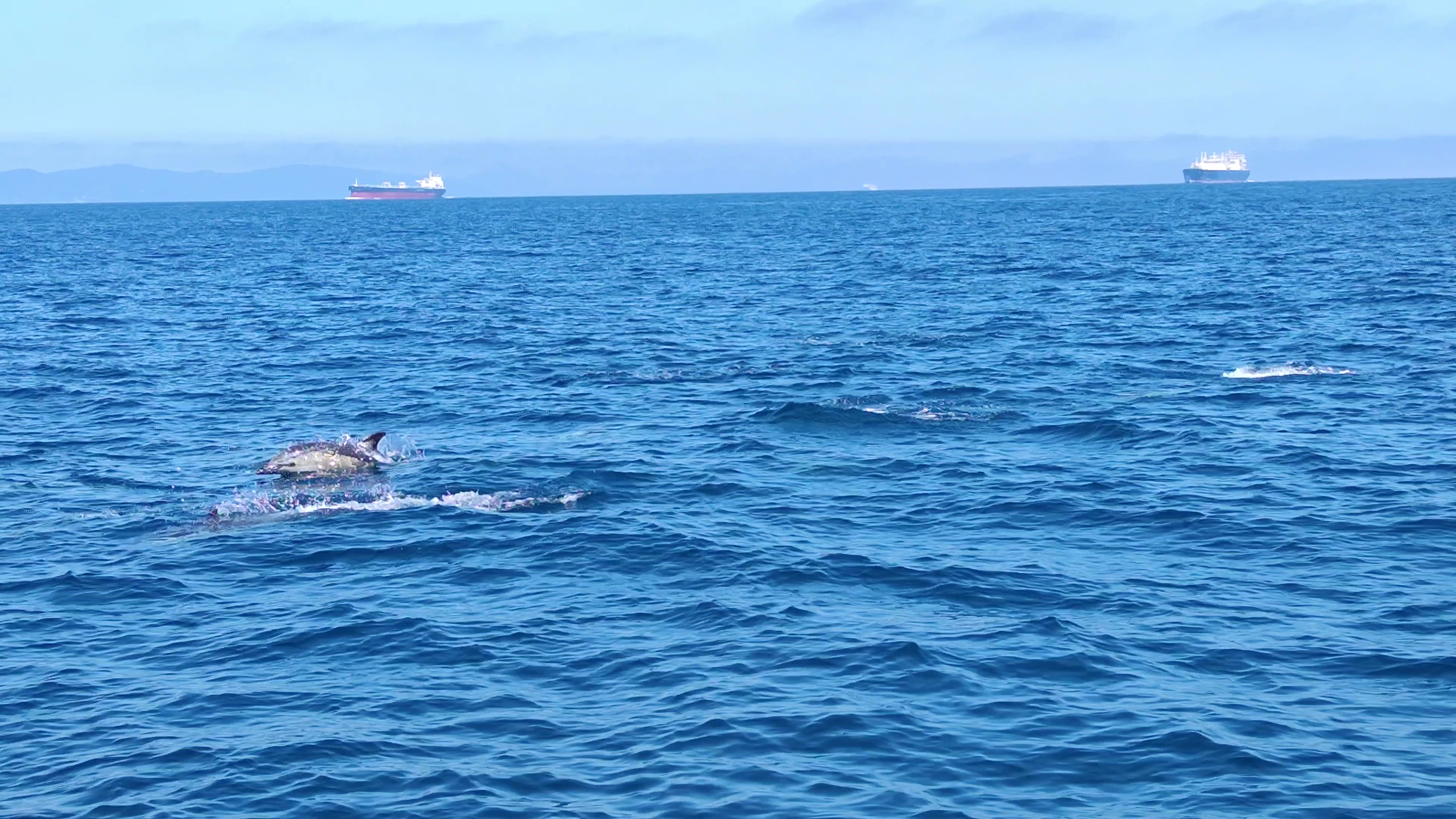 Whale Watching in Cala Tarida photo 3