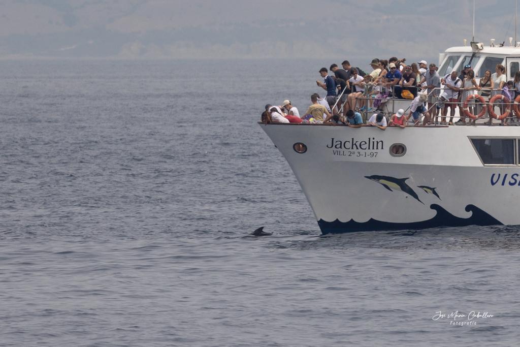 Whale Watching in Cala Tarida photo 5