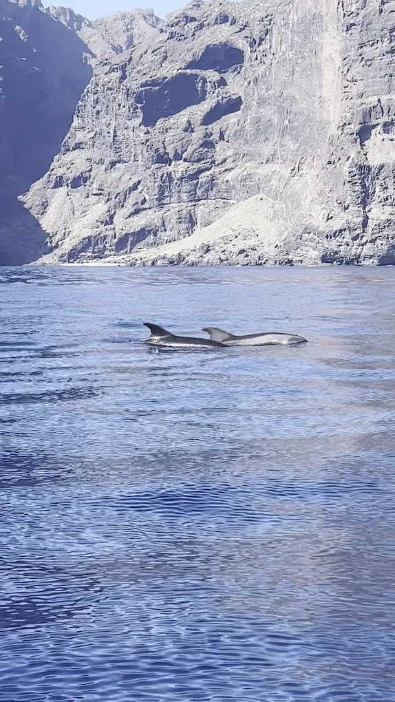 Jetski Rental in Los Gigantes photo 2