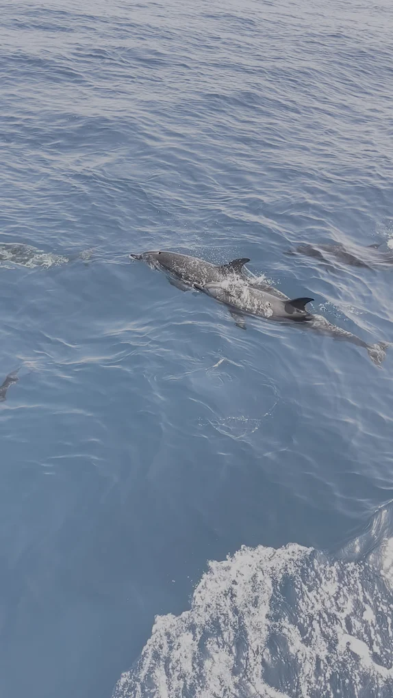 Family Boat Trips in Los Cristianos photo 4