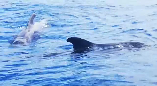 Sunset Cruise in Los Gigantes