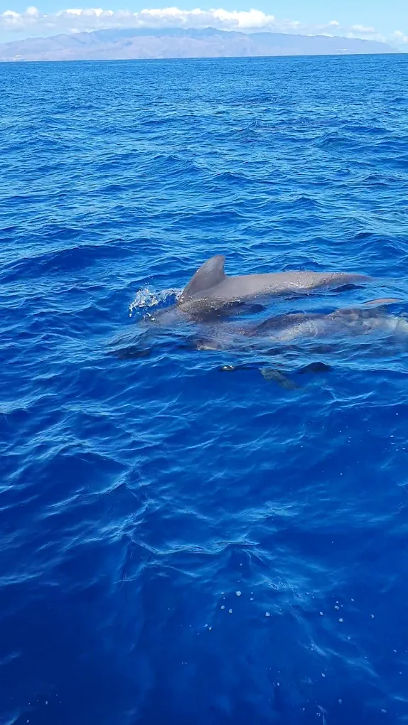 Sunset Cruise in Los Gigantes photo 2