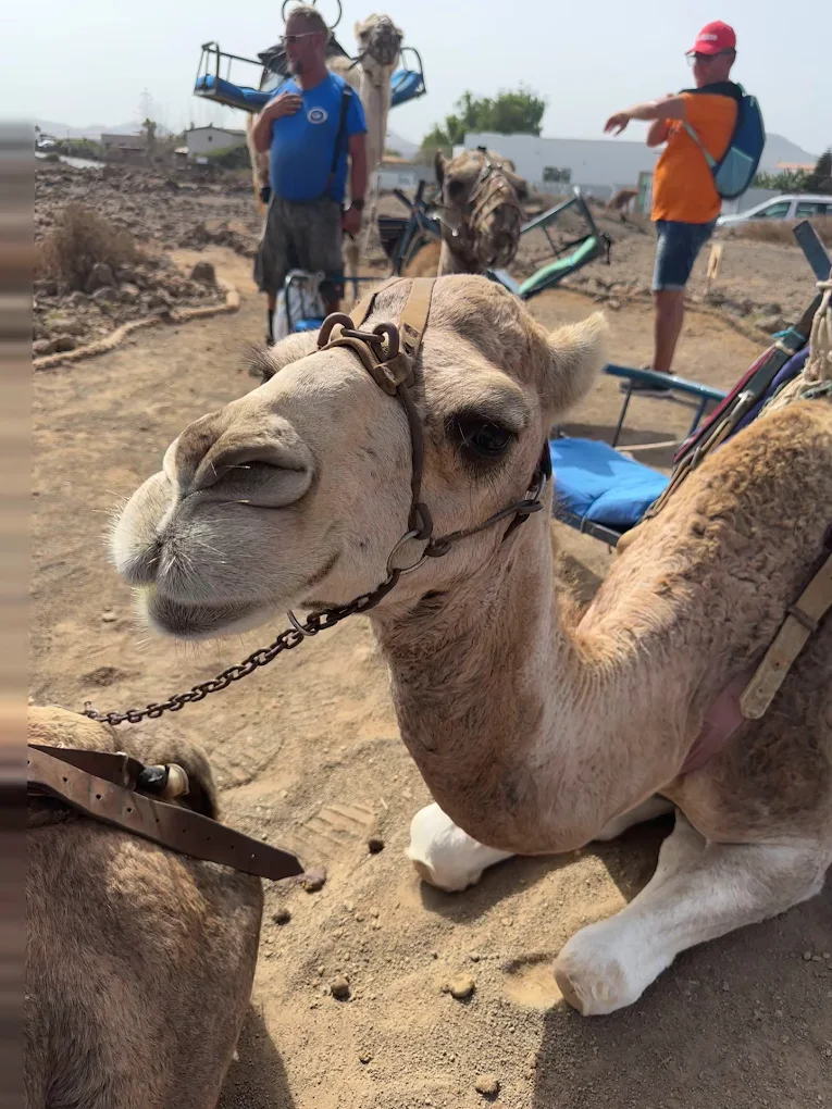 Camel Riding in Los Cristianos photo 2