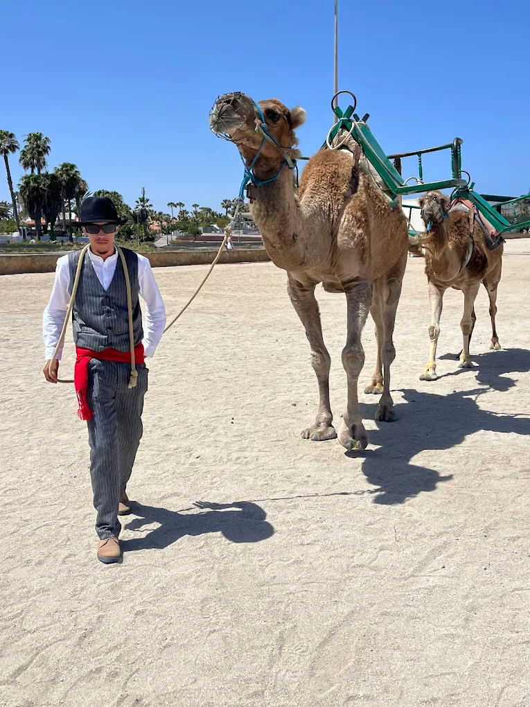 Camel Riding in Los Cristianos photo 4